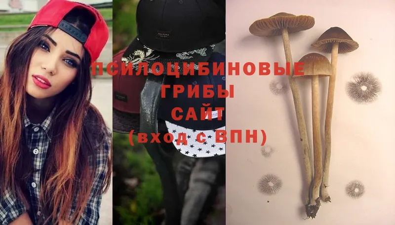 Галлюциногенные грибы Psilocybine cubensis  закладка  Нытва 